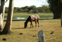 Phasellus viverra nulla ut