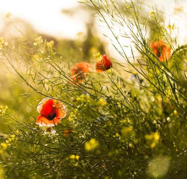 Phasellus leo dolor tempus